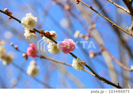 梅の花　思いのまま 103498975