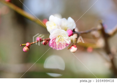 梅の花　思いのまま 103499418