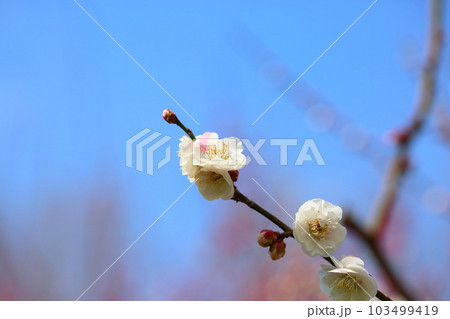 梅の花　思いのまま 103499419