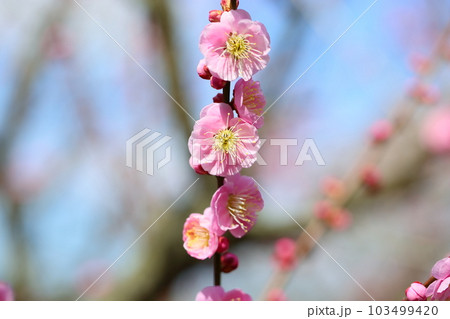 ピンクの梅の花 更紗 ピンクの梅の花 更紗 103499420
