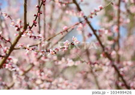 ピンクの梅の花　萩野 103499426