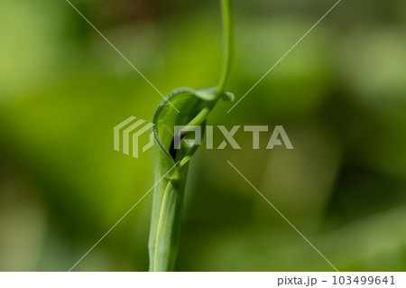 緑のカラスビシャク 緑のカラスビシャク 103499641