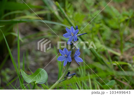 水田に咲く紫色の綺麗な花 103499643