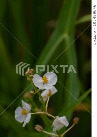 水田に咲くオモダカ 103499646