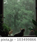 窓辺で雨を眺める猫の絵 103499866
