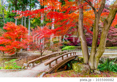 岐阜　紅葉の曽木公園 103500082
