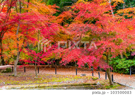 岐阜　紅葉の曽木公園 103500083