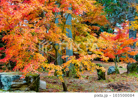 岐阜　紅葉の曽木公園 103500084