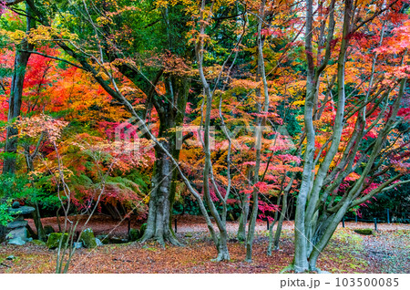 岐阜　紅葉の曽木公園 103500085