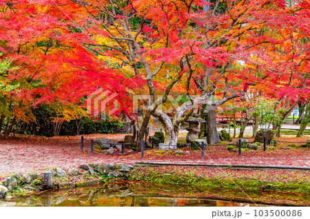 岐阜　紅葉の曽木公園 103500086