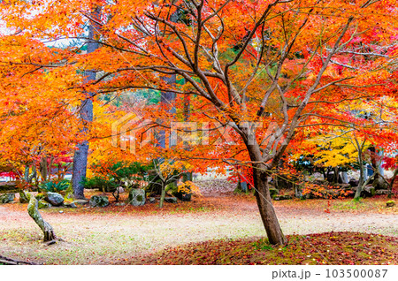 岐阜　紅葉の曽木公園 103500087