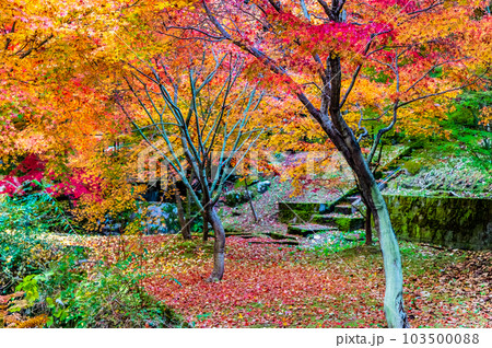 岐阜　紅葉の曽木公園 103500088