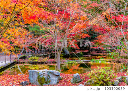 岐阜　紅葉の曽木公園 103500089