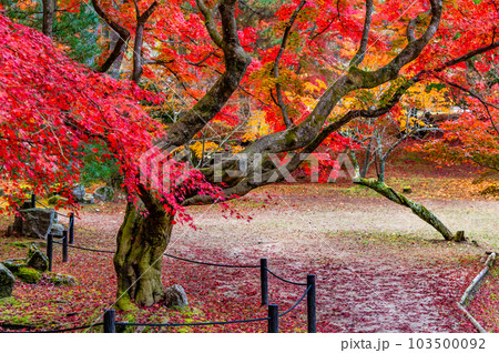 岐阜　紅葉の曽木公園 103500092