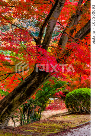 岐阜　紅葉の曽木公園 103500093