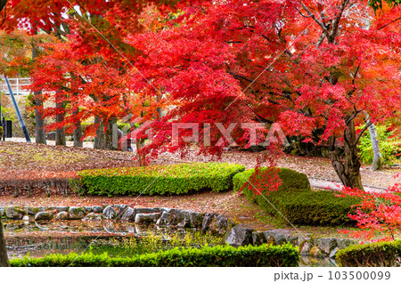 岐阜　紅葉の曽木公園 103500099