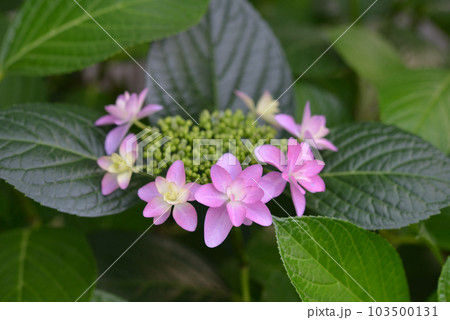 紫陽花 紫陽花 103500131