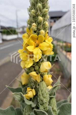 ビロードモウズイカの花 103500168