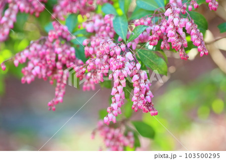 アセビの花 103500295