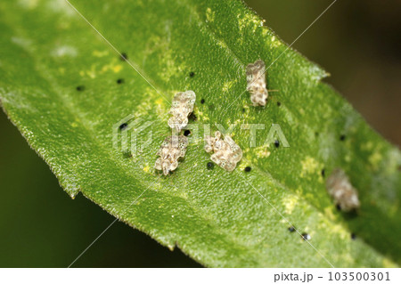 アワダチソウグンバイ 103500301