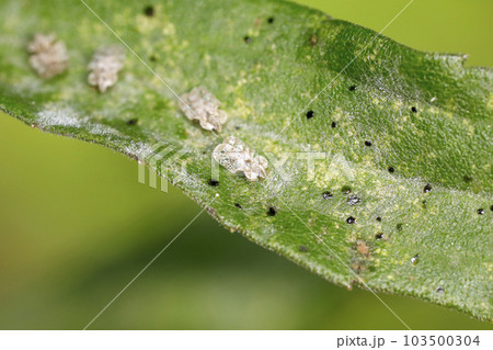 アワダチソウグンバイ 103500304