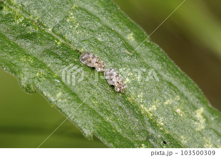 アワダチソウグンバイ 103500309