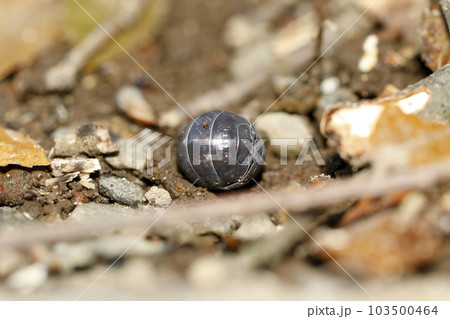 オカダンゴムシ オカダンゴムシ 103500464
