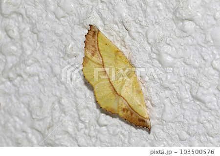 キエダシャク 103500576