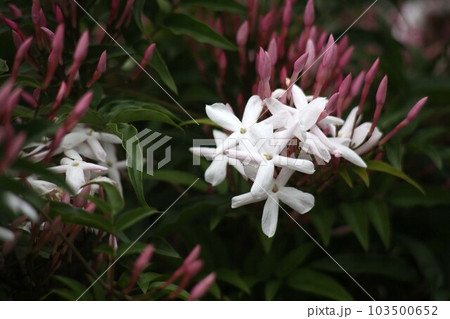 咲き始めたハゴロモジャスミンの花、香る 103500652