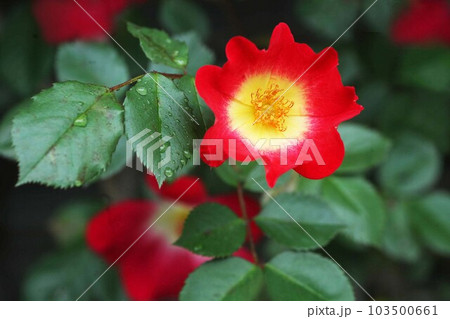 バラ 雨上りに咲くカクテルの花 バラ 雨上りに咲くカクテルの花 103500661