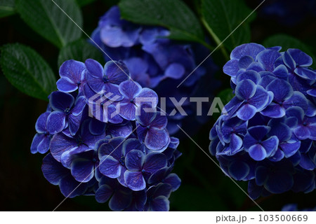 アジサイ 黒背景 アジサイ 黒背景 103500669