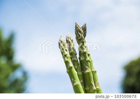 新鮮なグリーンアスパラガス 103500678
