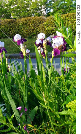 初夏の代表的大きい花ジャーマンアイリスの花 初夏の代表的大きい花ジャーマンアイリスの花 103500802