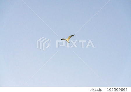 大空に翼を広げて飛び立つ白い鳥 大空に翼を広げて飛び立つ白い鳥 103500865