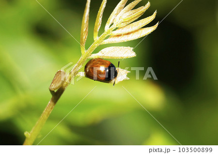 フジハムシ 103500899