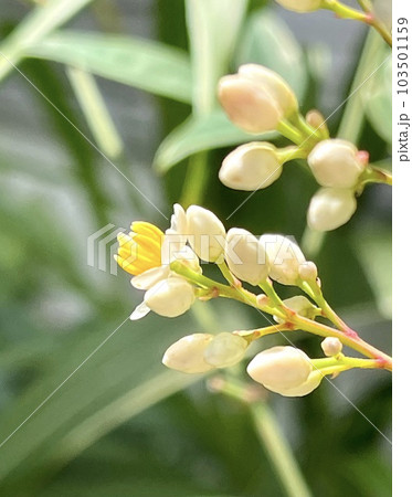 南天の花 南天の花 103501159