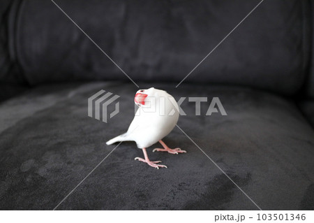 首をかしげた可愛い表情の文鳥 103501346