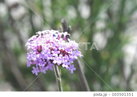 小さなピンク色の花が集まったヤナギハナガサ（柳花笠） 103501351