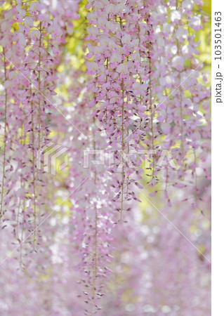 藤棚の花が優しく包み込む癒しの空間（天王川公園の藤　愛知県 津島市） 103501463