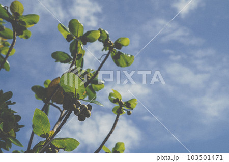 竹富島の風景 竹富島の風景 103501471