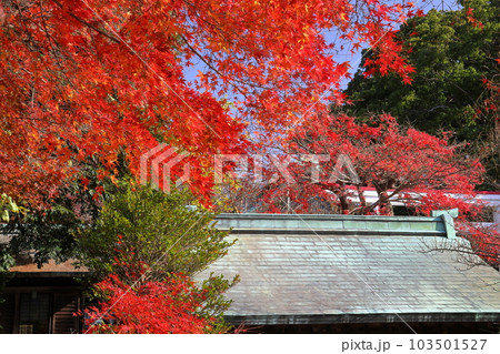 神奈川県鎌倉市二階堂　旧官幣中社の大塔宮鎌倉宮境内の赤が鮮やかな紅葉もみじ 103501527