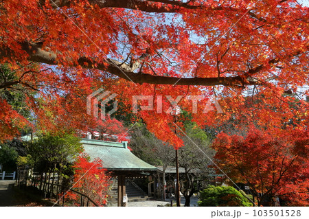 神奈川県鎌倉市二階堂 旧官幣中社の大塔宮鎌倉宮境内の赤が鮮やかな紅葉もみじ 神奈川県鎌倉市二階堂 旧官幣中社の大塔宮鎌倉宮境内の赤が鮮やかな紅葉もみじ 103501528