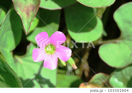 黄緑色の花芯が綺麗なムラサキカタバミ（紫片喰） 103501604