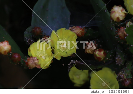 ウチワサボテンの花 ウチワサボテンの花 103501692