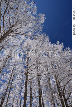 青空と白く輝く樹氷 103501890