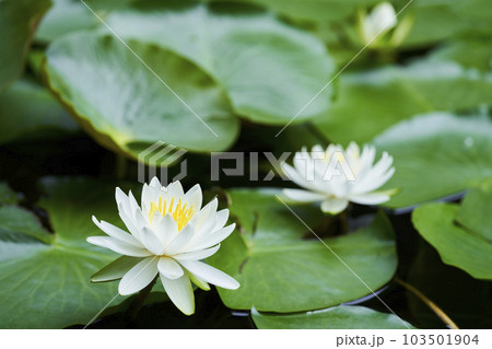 公園の池に咲く白いスイレンの花 公園の池に咲く白いスイレンの花 103501904