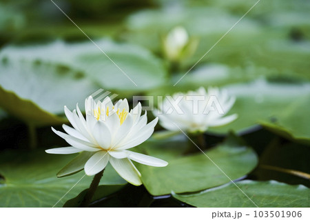 公園の池に咲く白いスイレンの花 公園の池に咲く白いスイレンの花 103501906