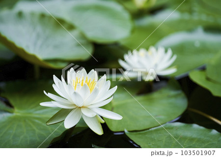 公園の池に咲く白いスイレンの花 103501907