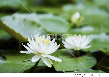 公園の池に咲く白いスイレンの花 103501908