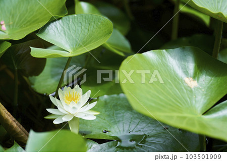 公園の池に咲く白いスイレンの花 103501909